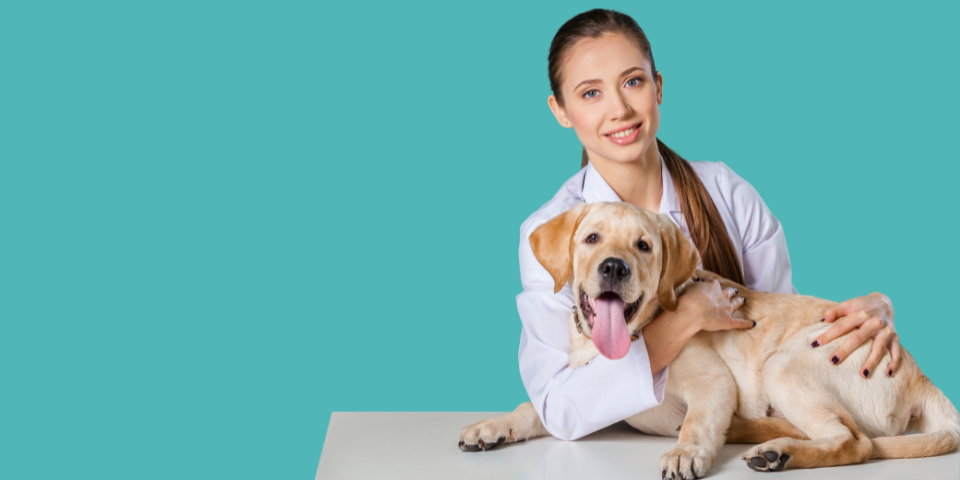 Métiers animaliers accessibles sans diplôme